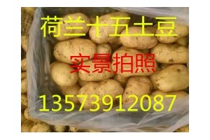 山東土豆產地荷蘭十五土豆價格