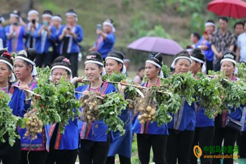柳州：舉辦首屆土豆節慶豐收 ()