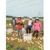 本人賣坤元九號，高原二號二模漏天100畝