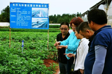 宣威：專家學者為馬鈴薯產業綠色發展把脈問診 ()