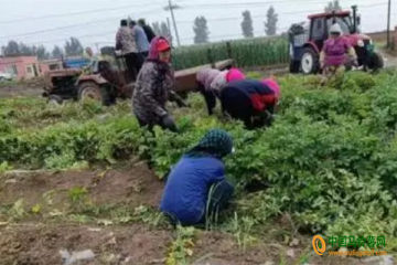 大明鎮：馬鈴薯喜獲豐收 ()