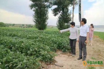 定西：引入馬鈴薯全膜覆蓋壟播種技術和膜下滴灌技術 ()