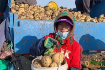 雙城區萬隆鄉：3500 畝馬鈴薯喜獲豐收 ()
