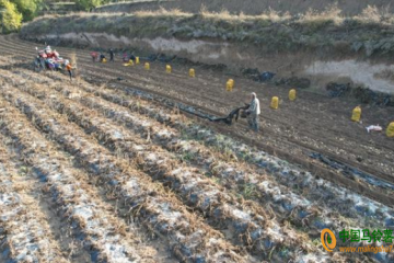 靜寧紅寺鎮：1.3萬畝大田馬鈴薯進入集中收獲期 ()