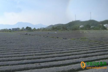 鐵涌鎮：冬種馬鈴薯面積約為24000多畝 ()
