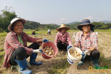 防城區扶隆鎮：冬種馬鈴薯豐收 ()