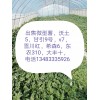 出售微型薯，電話13483335926