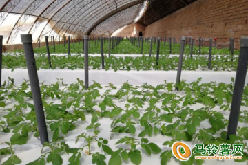 河北察北管理區：將種植馬鈴薯5萬畝 ()
