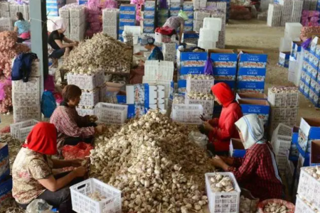新薯上貨增多 高價能否持續？ ()