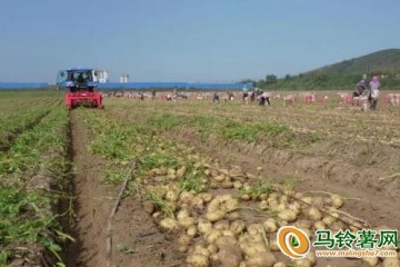 河北圍場(chǎng)：60多萬(wàn)畝馬鈴薯迎豐收 ()