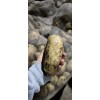 大量供應黃皮黃心實驗一 黃金薯