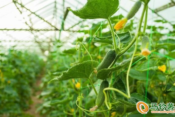 河北寬城：大棚蔬菜產(chǎn)業(yè)托起鄉(xiāng)村振興致富夢(mèng) ()