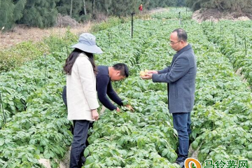 實驗區(qū)首批鹽堿地種植的馬鈴薯將迎收成 ()