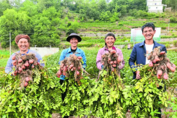 四川涼山 百萬畝“青薯9號”讓土地增產農民增收 ()