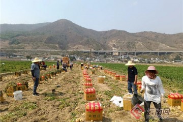 云南云縣：支部領航 馬鈴薯迎來致富“薯”光 ()