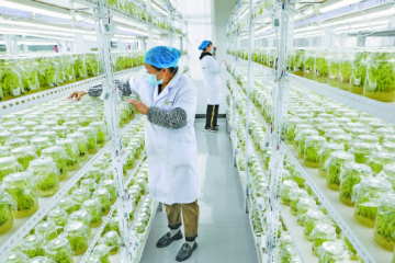 張北：馬鈴薯基礎苗培育忙 ()