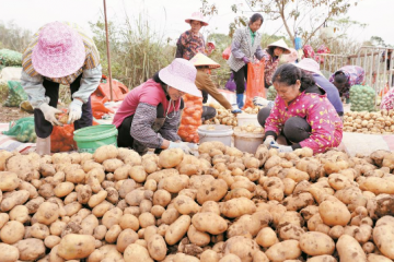 欽北區：冬田不閑薯歸倉 ()