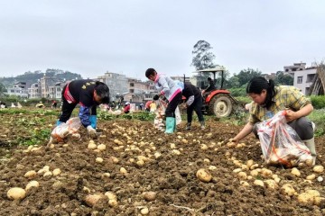 靈山縣煙墩鎮“土疙瘩”變身致富“金豆豆” ()