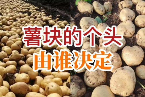 薯塊的個(gè)頭由誰(shuí)決定？ ()