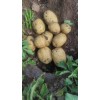 大量供應沃土5號