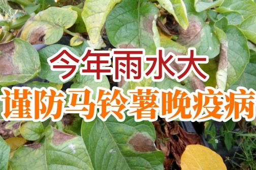 今年雨水大，謹(jǐn)防馬鈴薯晚疫病！！！