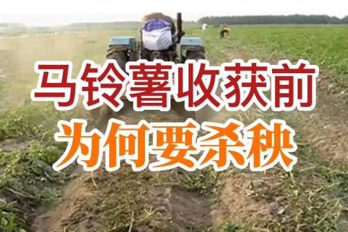 馬鈴薯收獲前為何要殺秧？ ()