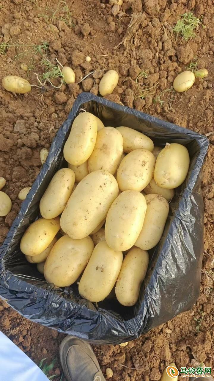 大量供應出售優質沃土，V7荷蘭希森等品種土豆 ()