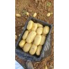 大量供應(yīng)出售優(yōu)質(zhì)沃土，V7荷蘭希森等品種土豆