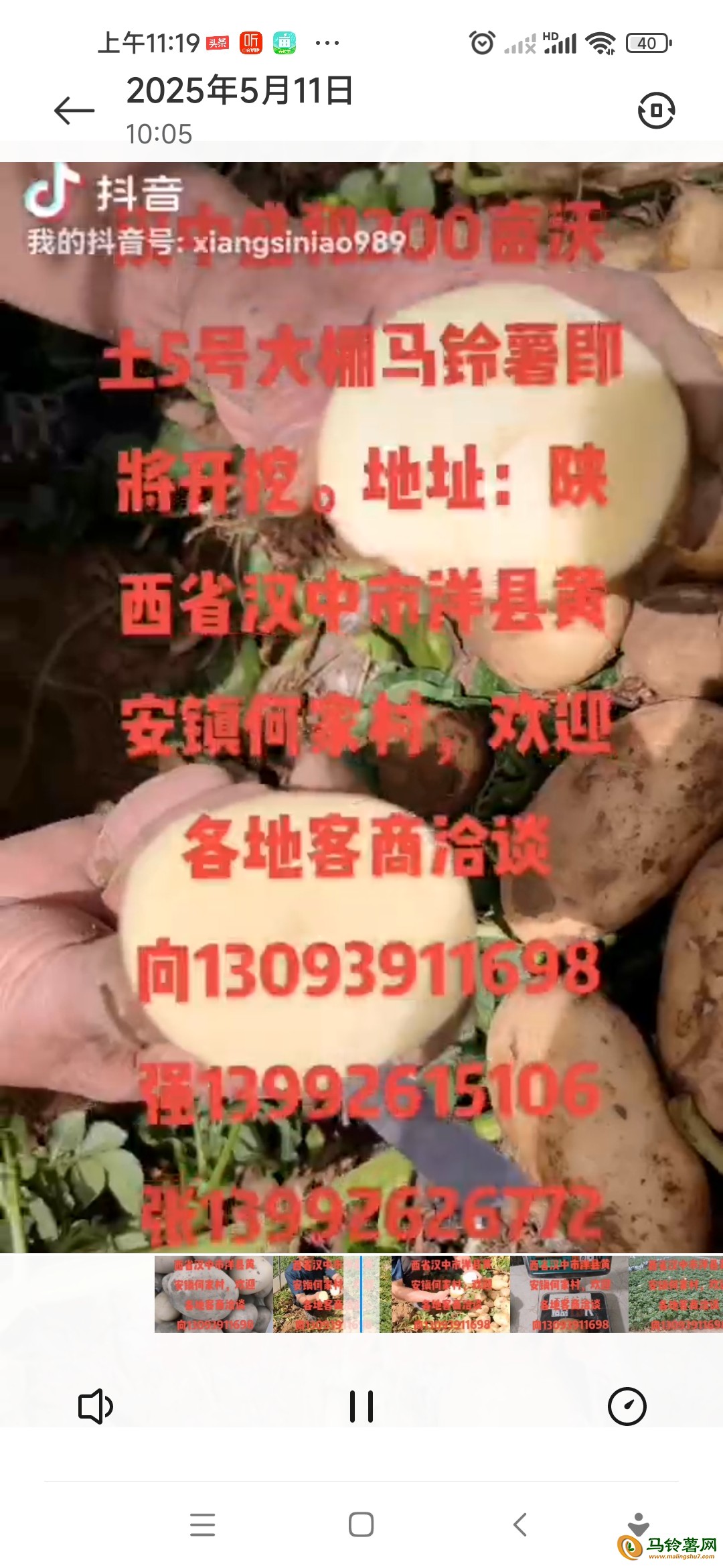 200畝優質新土豆上市2兩起步 ()